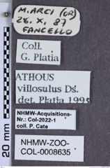 Etiketten zu Athous villosulus (NHMW-ZOO-COL-0008635)